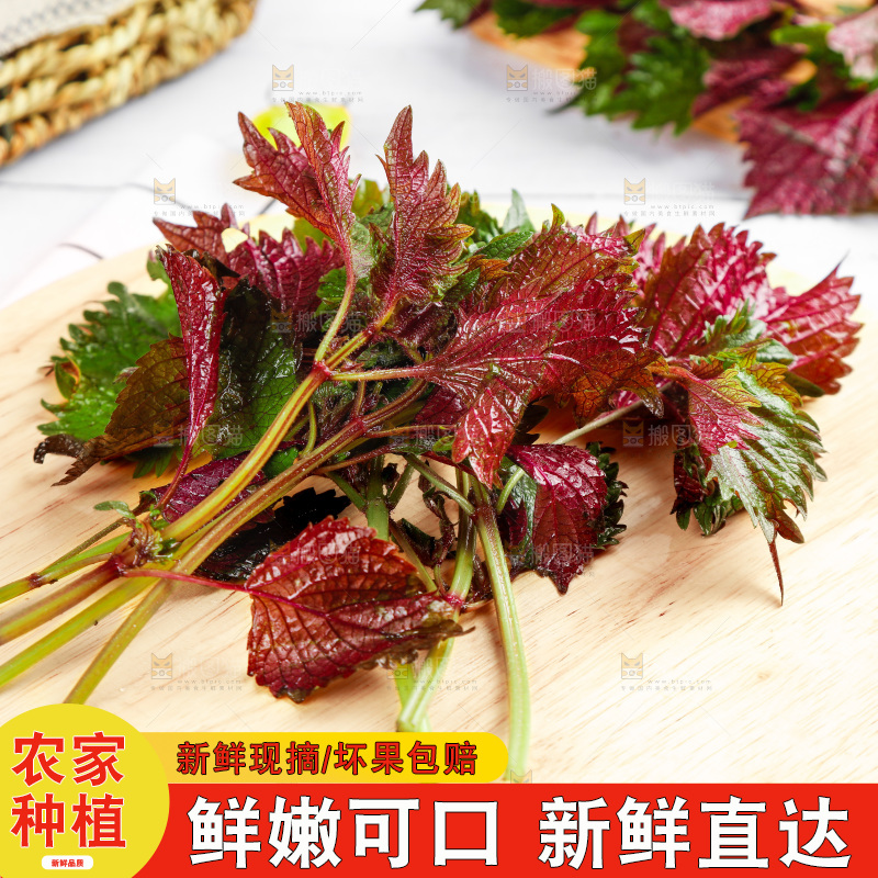 浅底上的紫苏叶