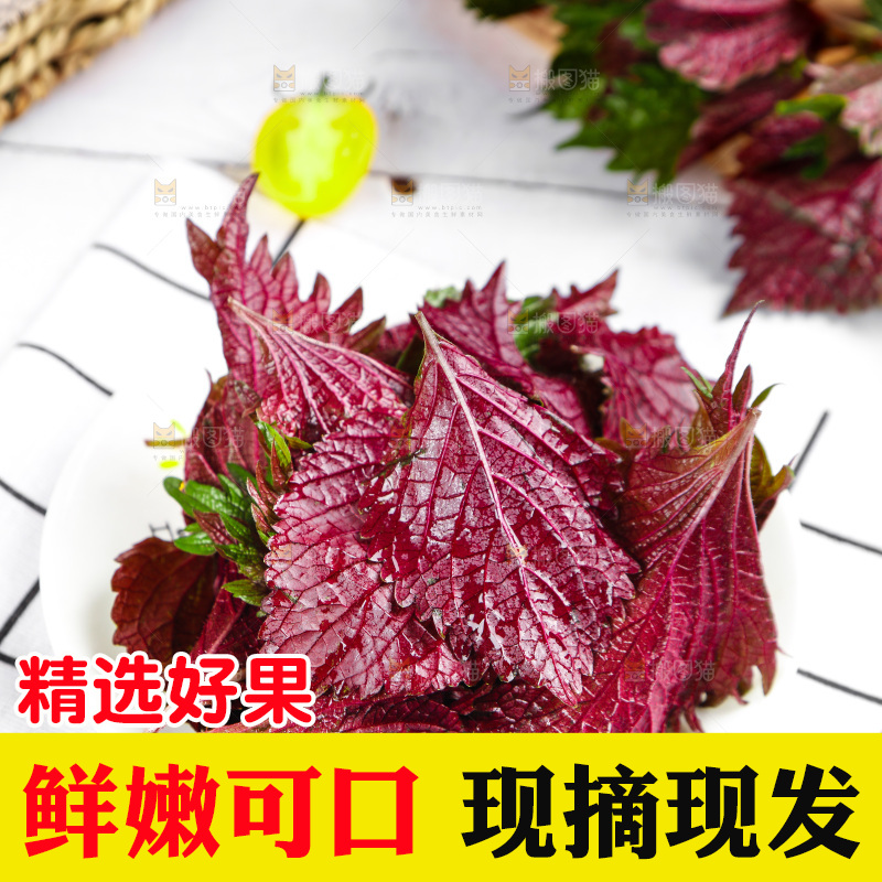 浅底上的紫苏叶