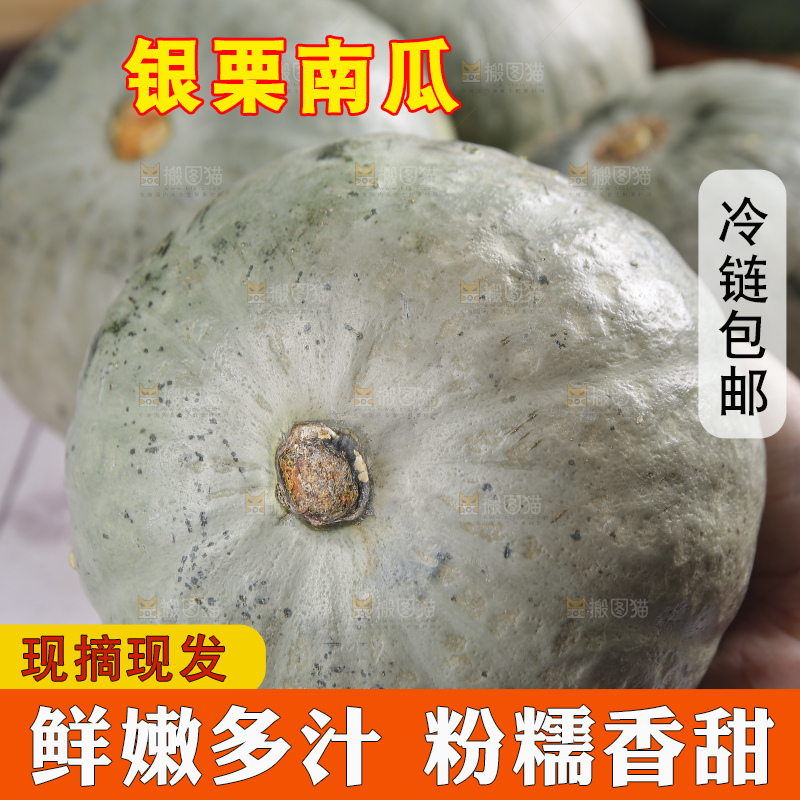 浅底上的银栗南瓜