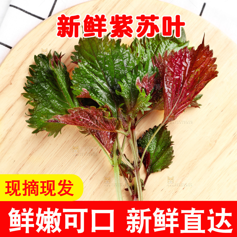 浅底上的紫苏叶