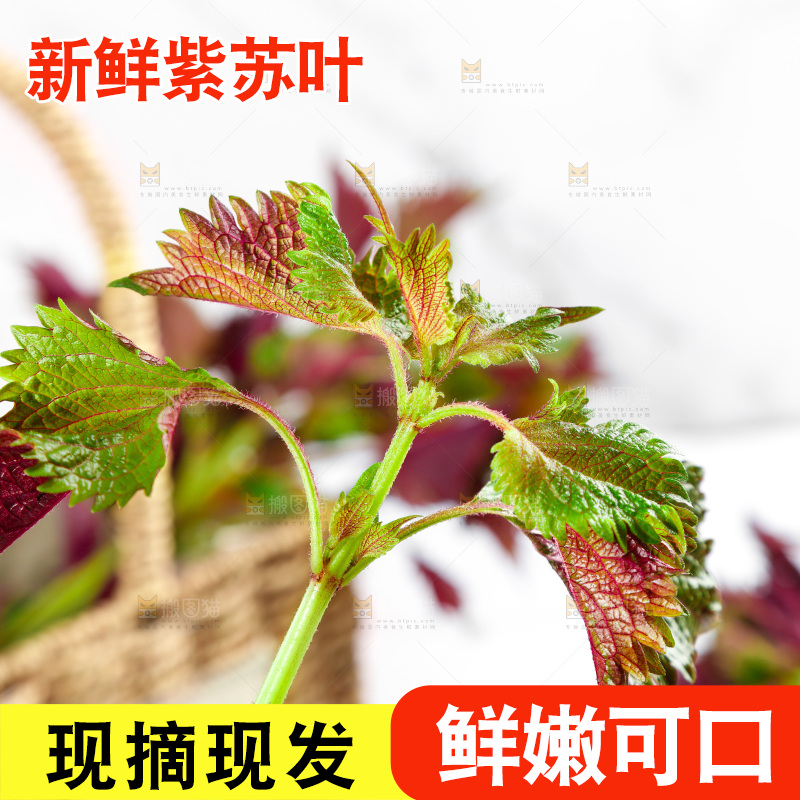 浅底上的紫苏叶