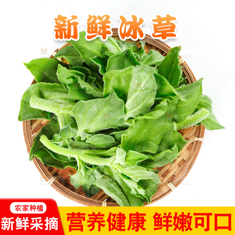 白底上的冰草