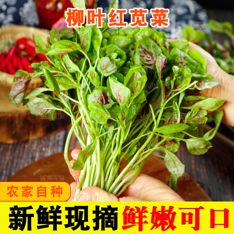 深底上的新鲜苋菜