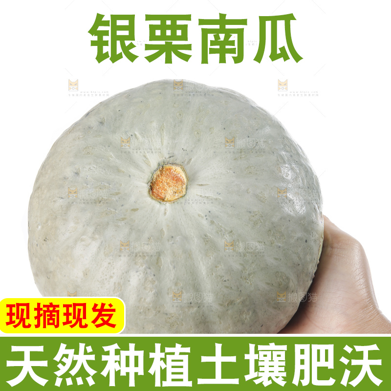 白底上的银栗南瓜
