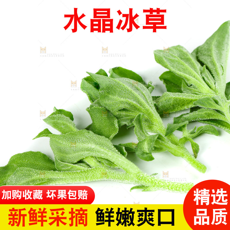白底上的冰草
