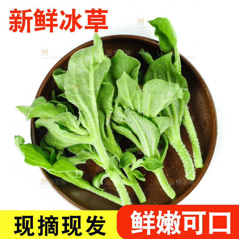 白底上的冰草