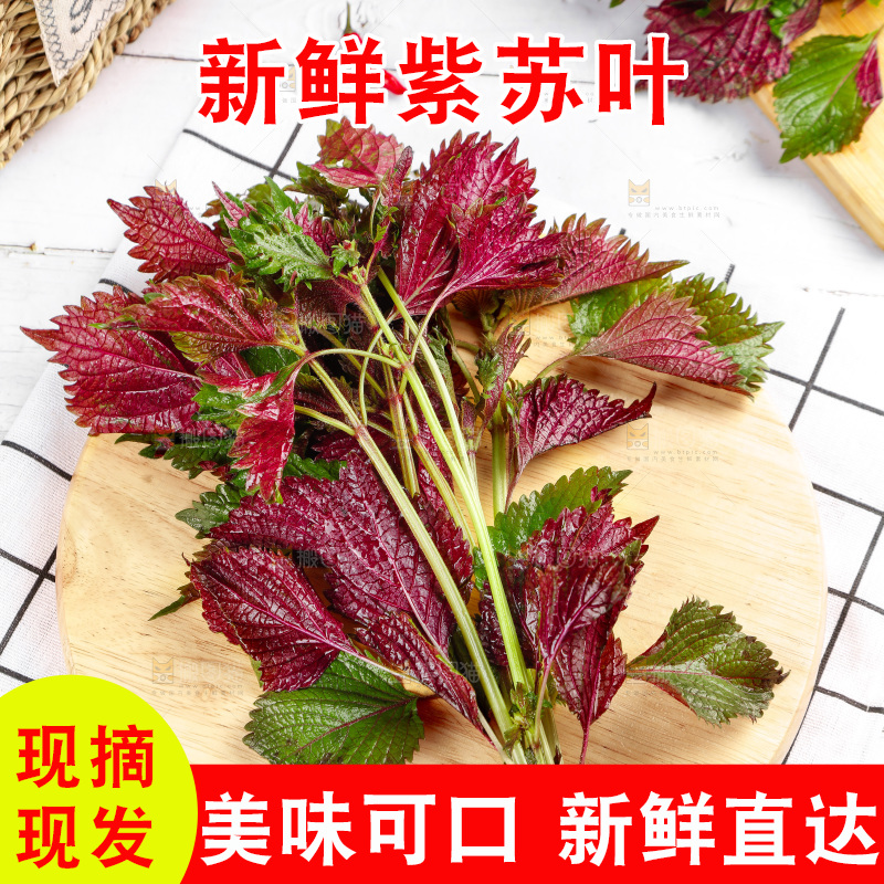 浅底上的紫苏叶
