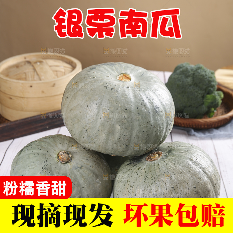 浅底上的银栗南瓜