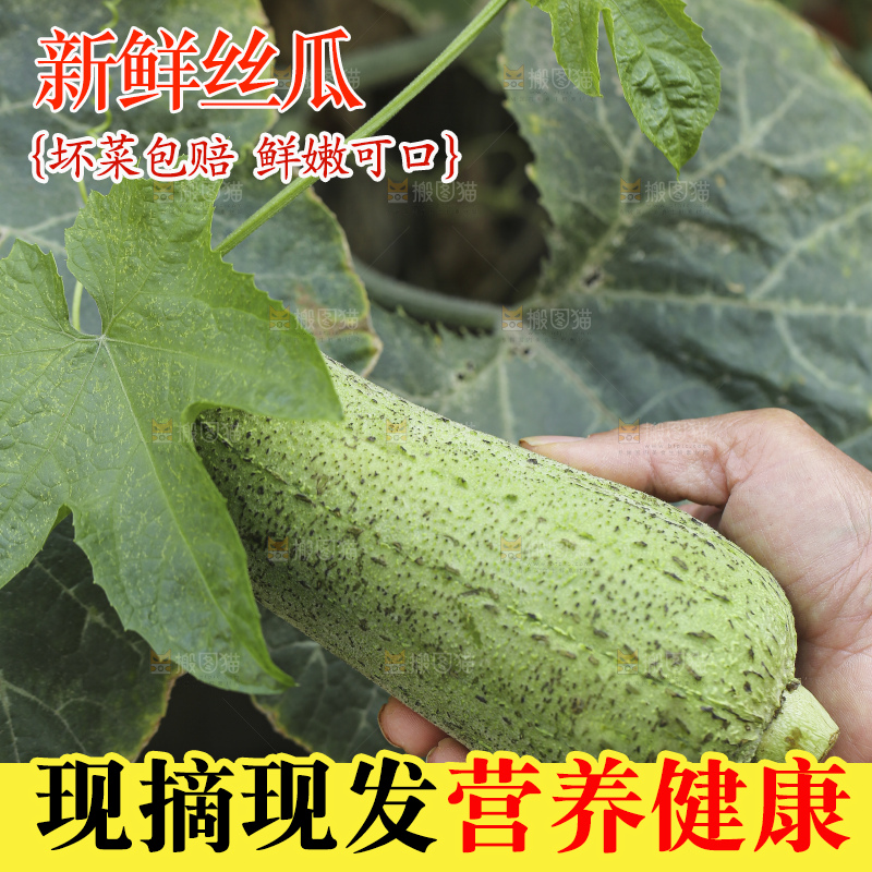 丝瓜藤上的丝瓜