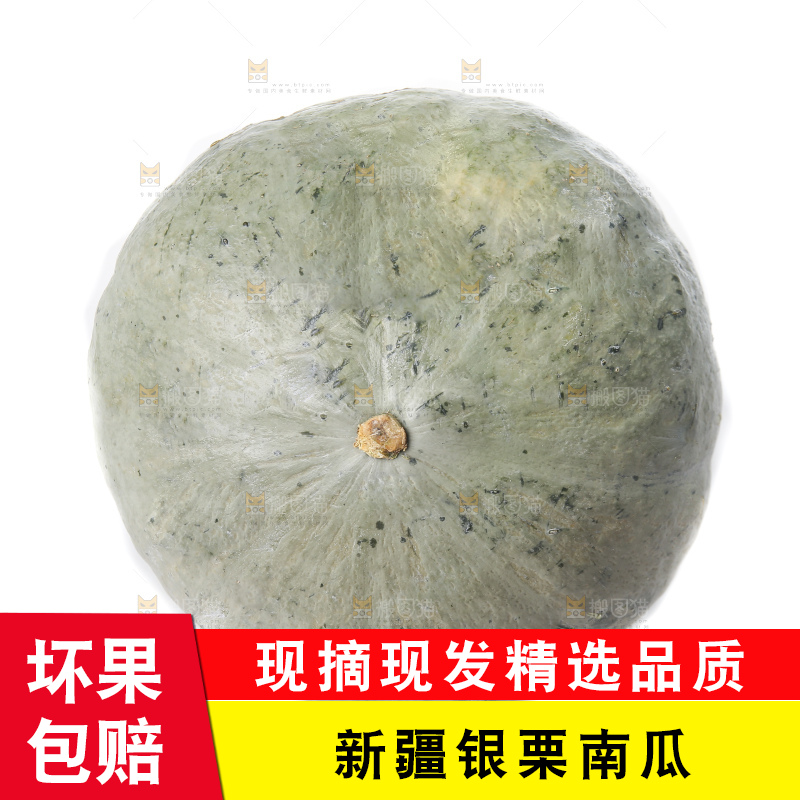 白底上的银栗南瓜