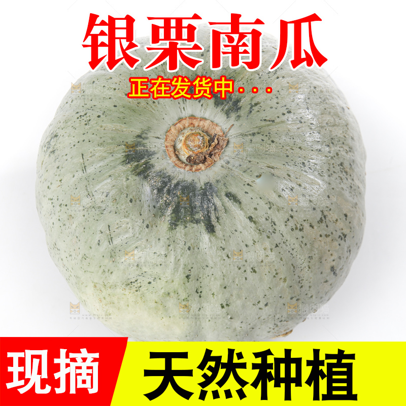 白底上的银栗南瓜
