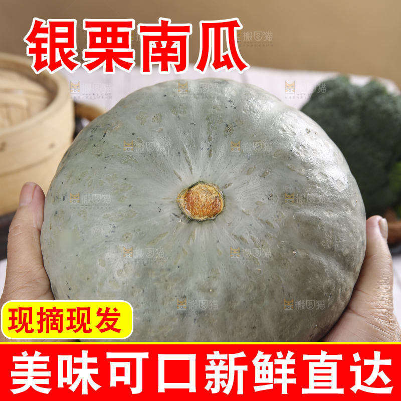 浅底上的银栗南瓜