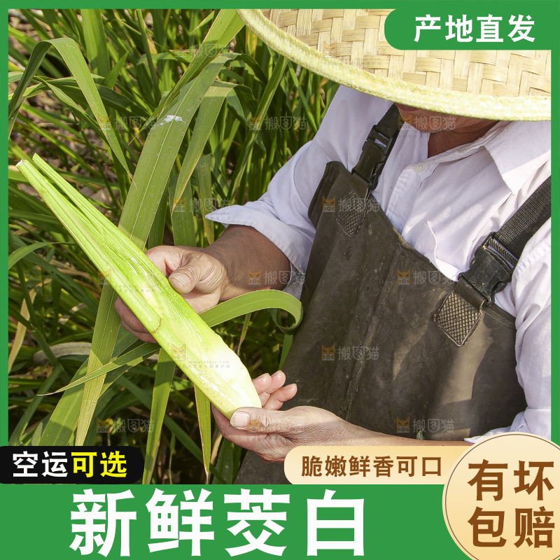 手里拿着新鲜茭白