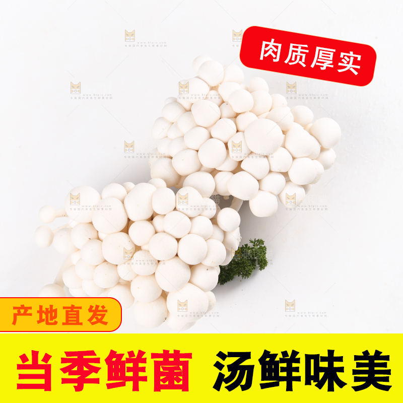 白底上的白玉菇