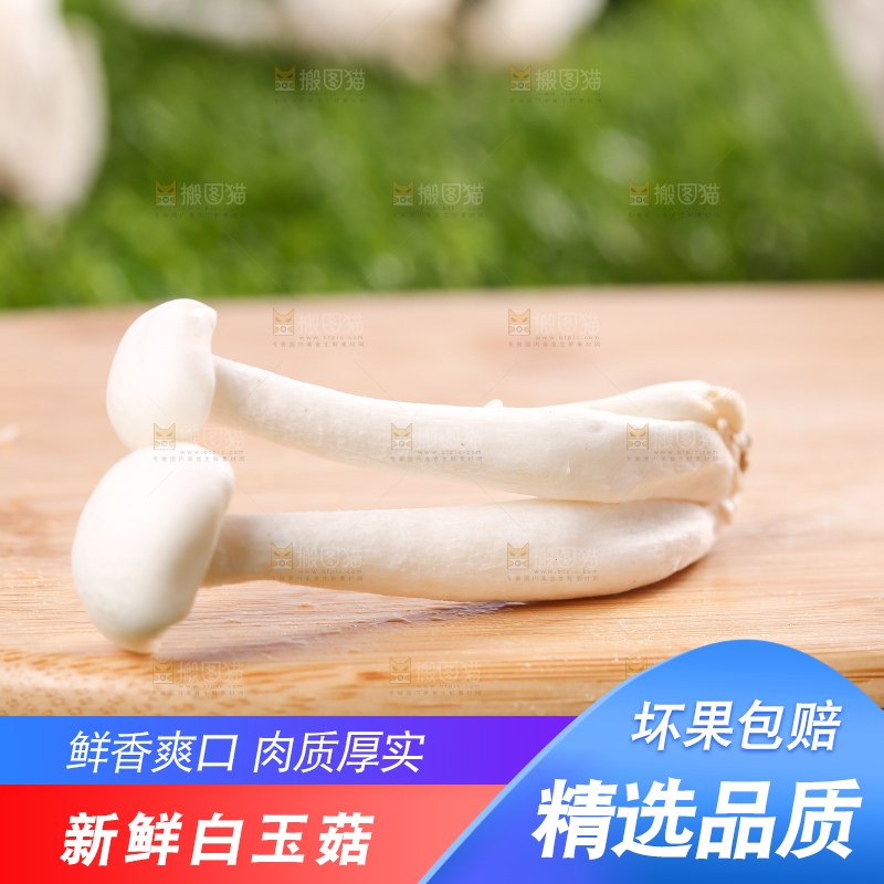 草地上的白玉菇