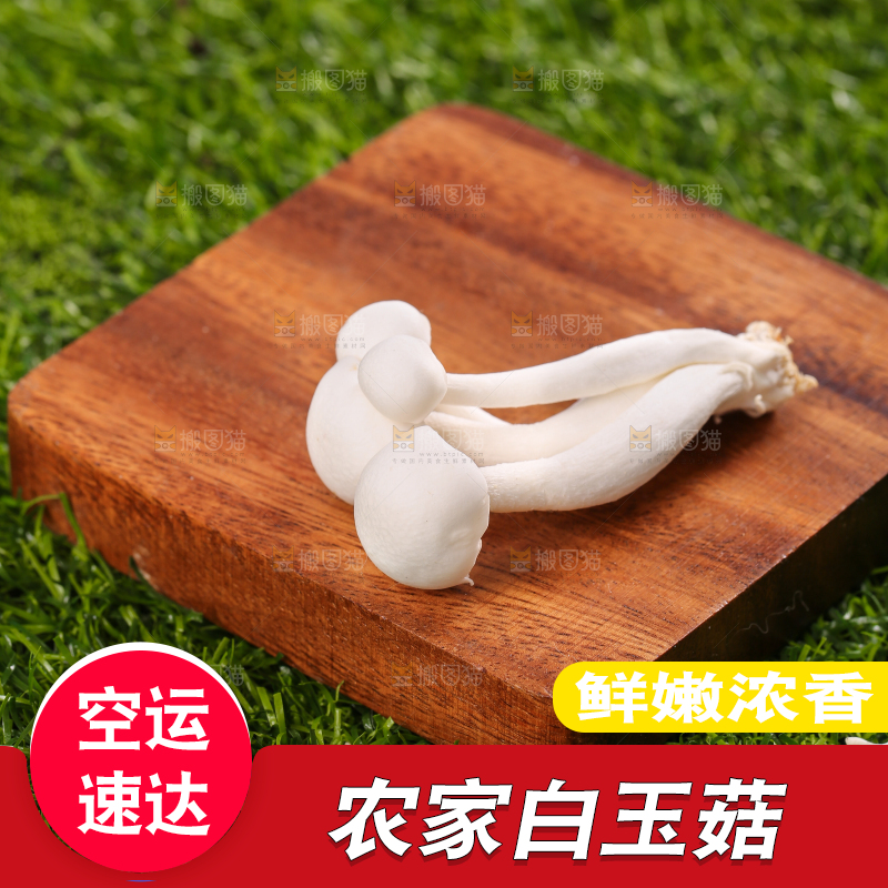 草地上的白玉菇