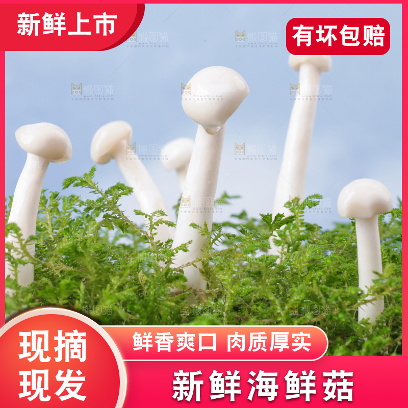 草地上的海鲜菇