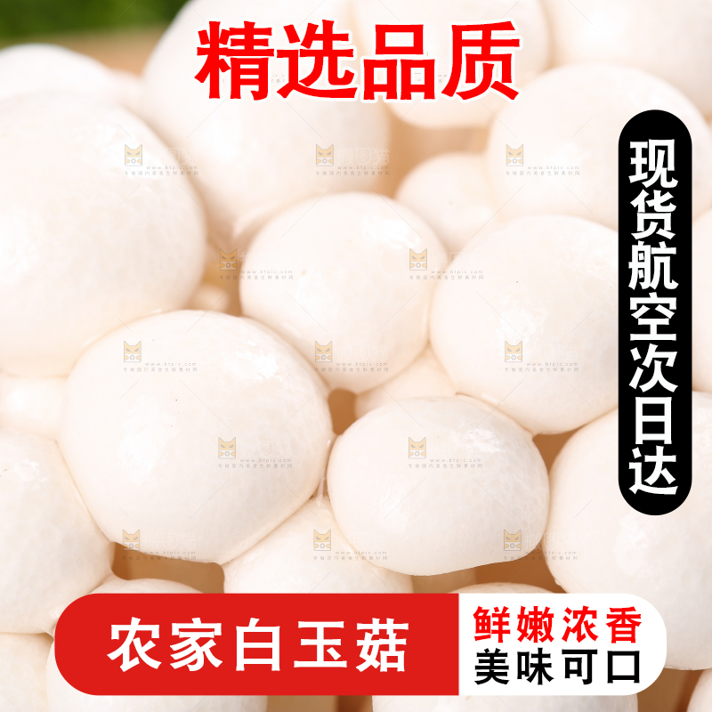草地上的白玉菇