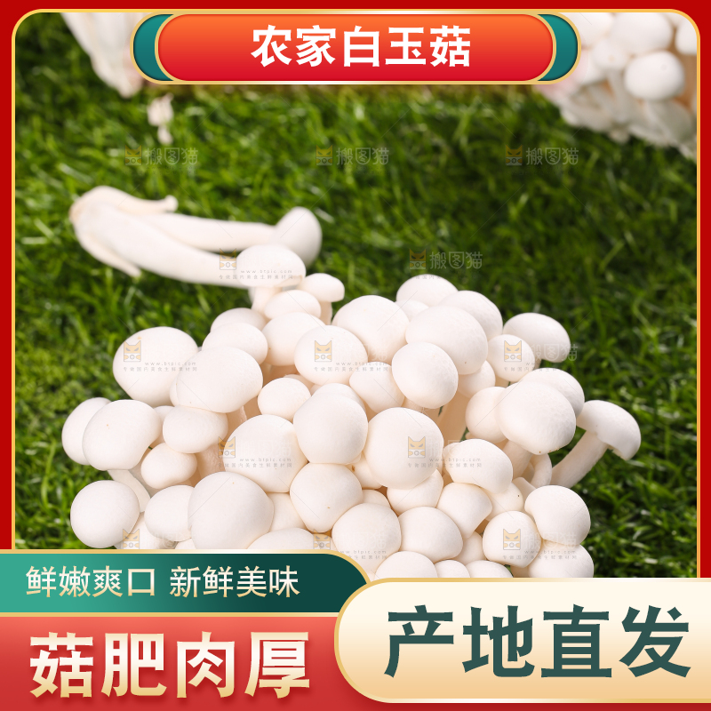 草地上的白玉菇