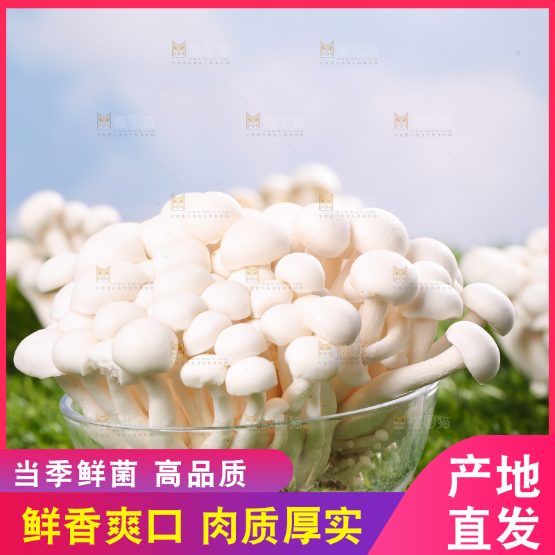 草地上的白玉菇