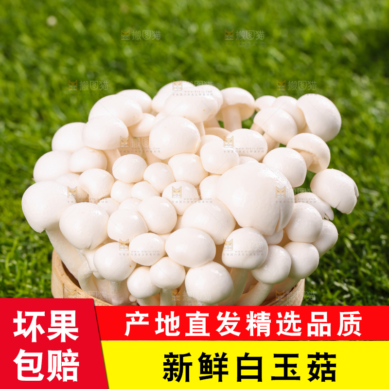 草地上的白玉菇