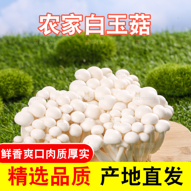 草地上的白玉菇