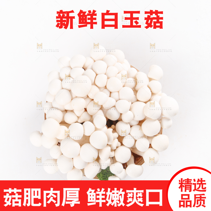 白底上的白玉菇