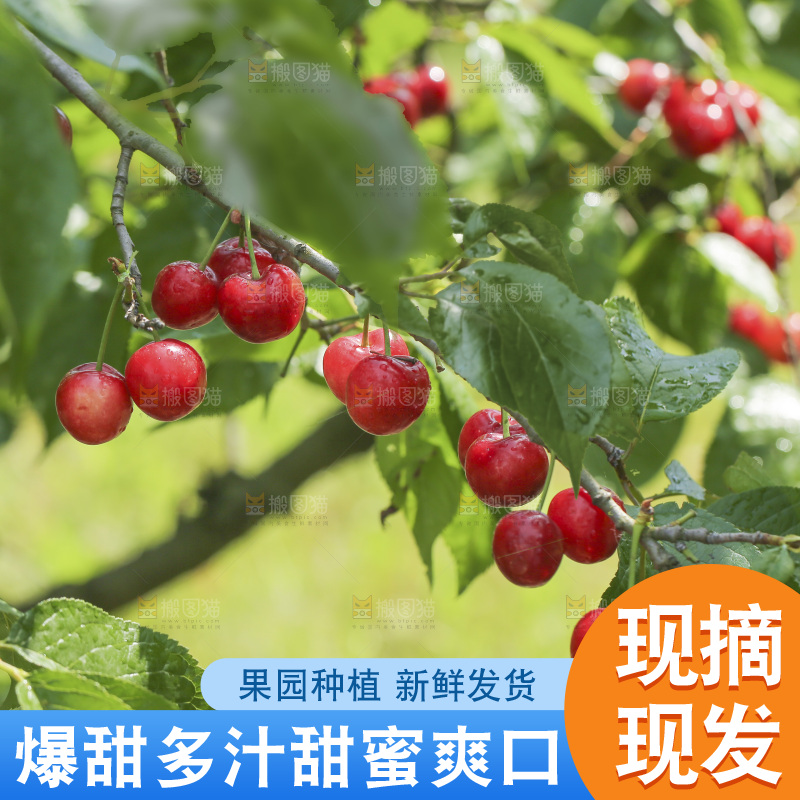 手里拿着新鲜大樱桃