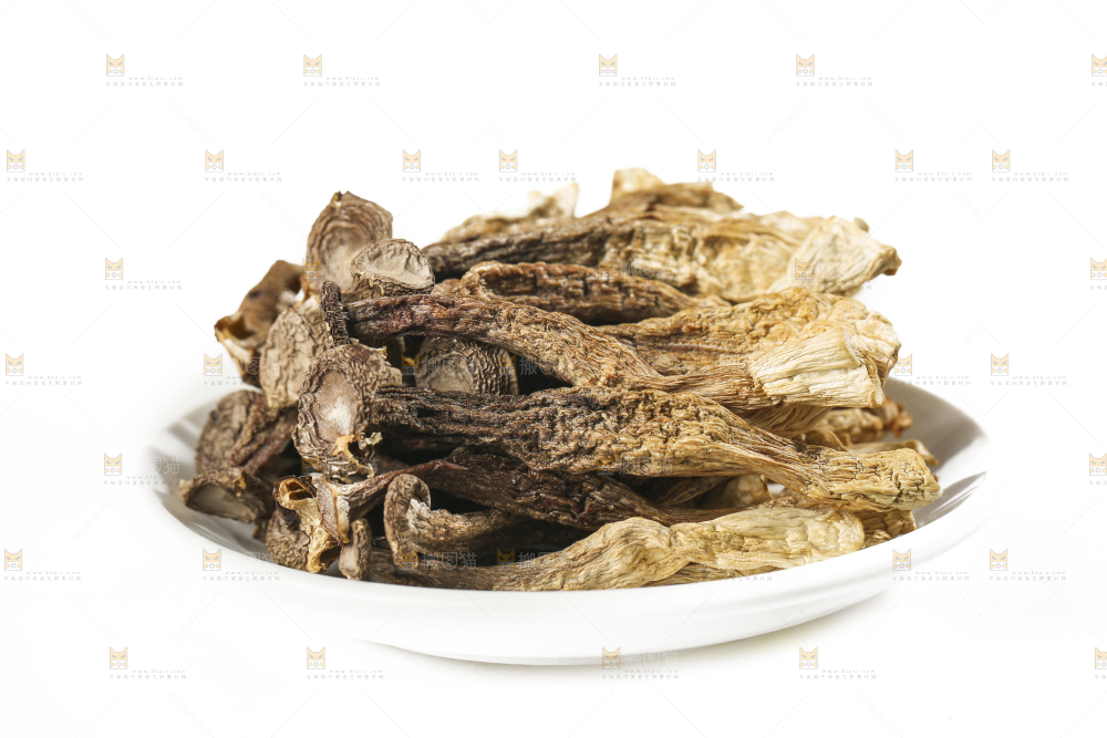 白底上的鹿茸菇