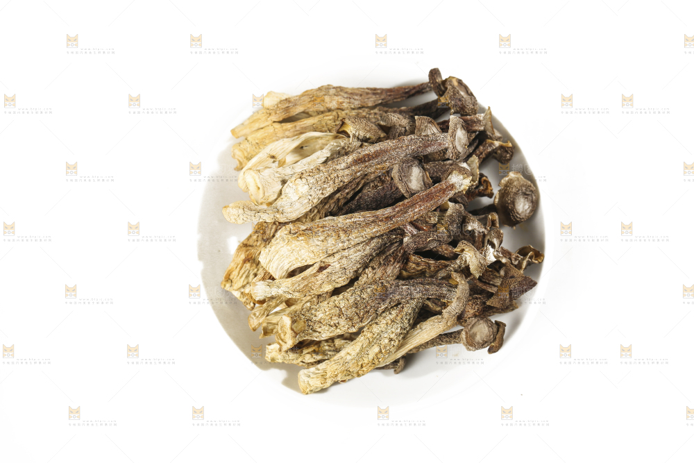 白底上的鹿茸菇