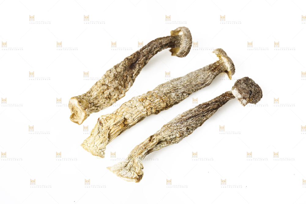 白底上的鹿茸菇