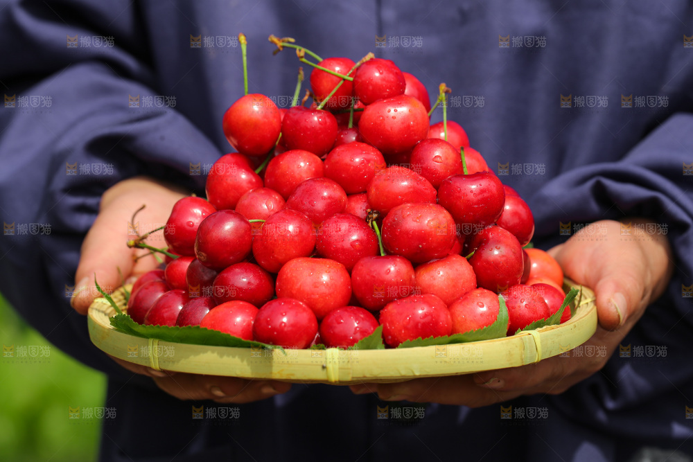 手里拿着新鲜大樱桃