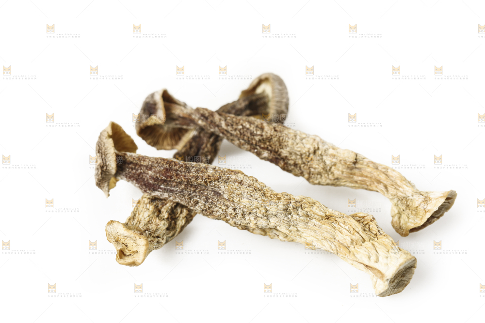 白底上的鹿茸菇