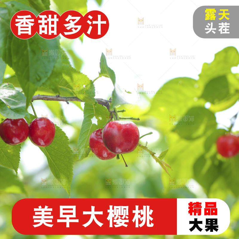 手里拿着新鲜大樱桃
