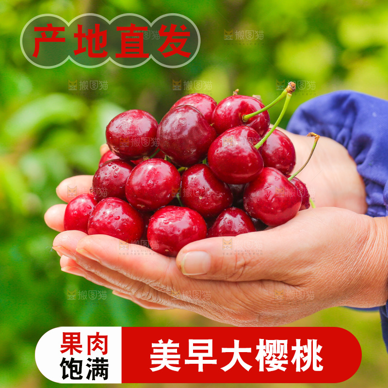 手里拿着新鲜大樱桃