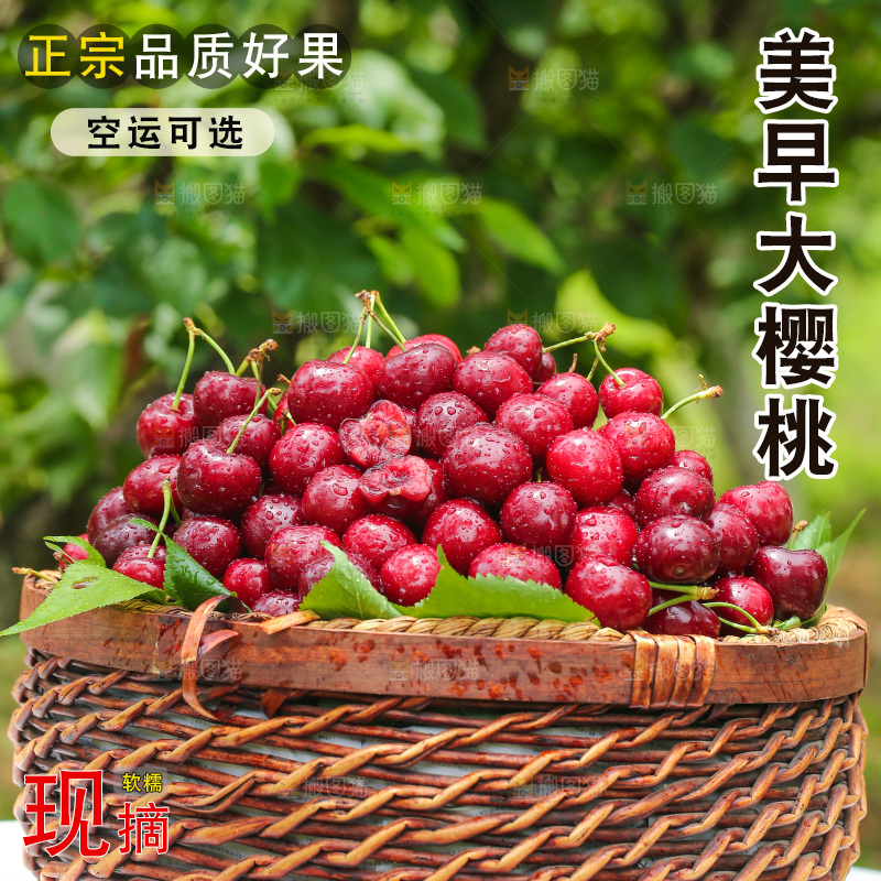 手里拿着新鲜大樱桃