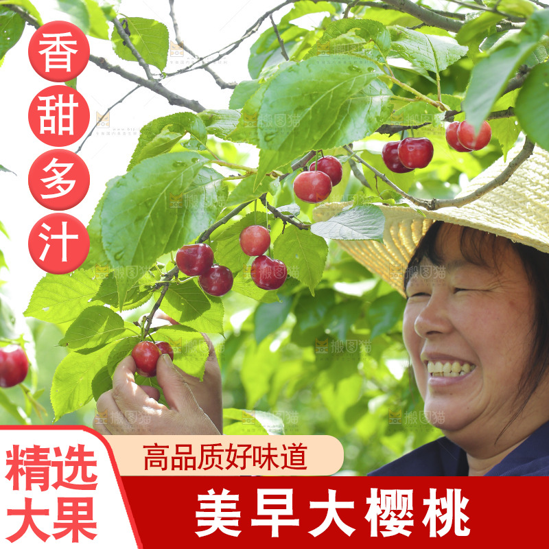 手里拿着新鲜大樱桃