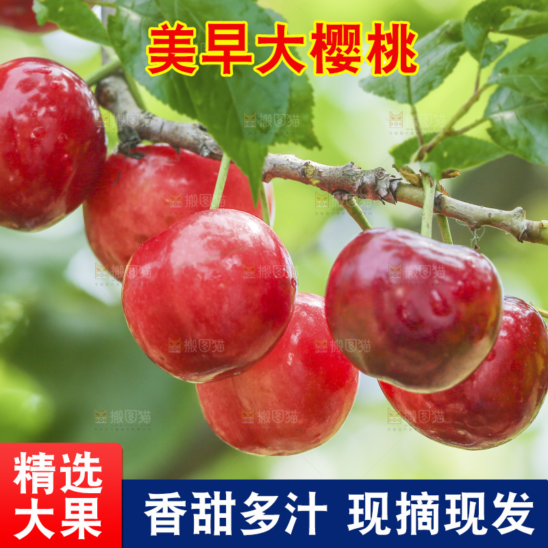 手里拿着新鲜大樱桃