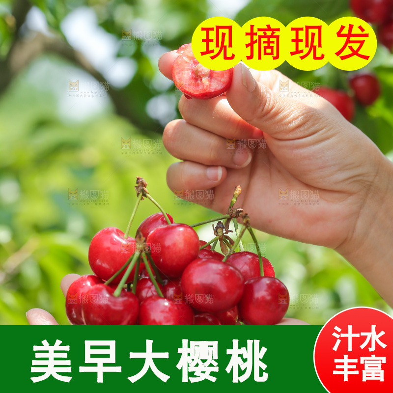 手里拿着新鲜大樱桃