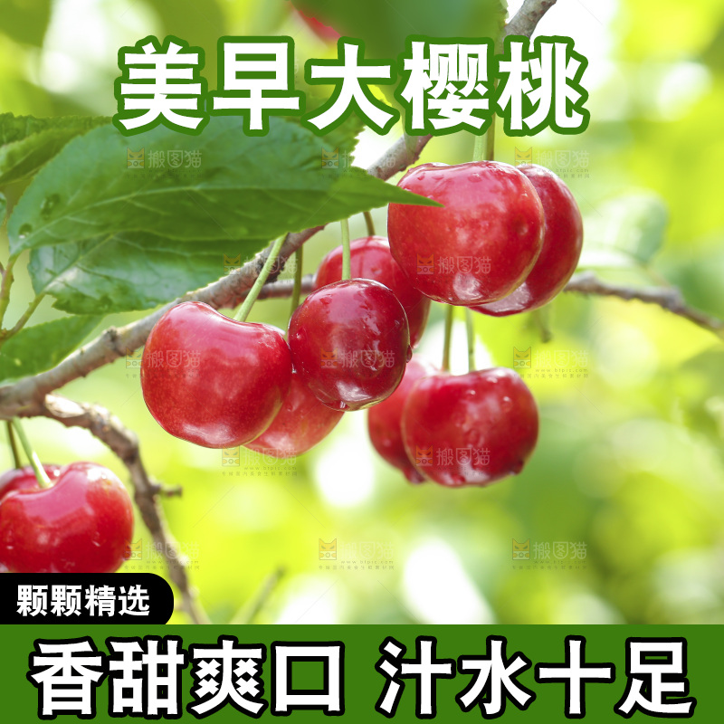 手里拿着新鲜大樱桃