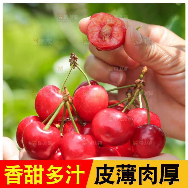 手里拿着新鲜大樱桃