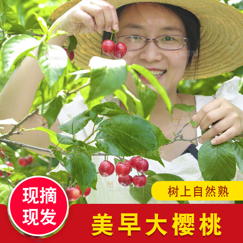 手里拿着新鲜大樱桃
