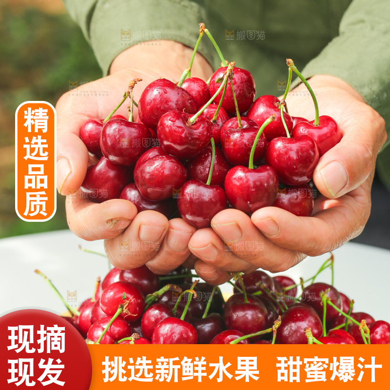 手里拿着新鲜大樱桃