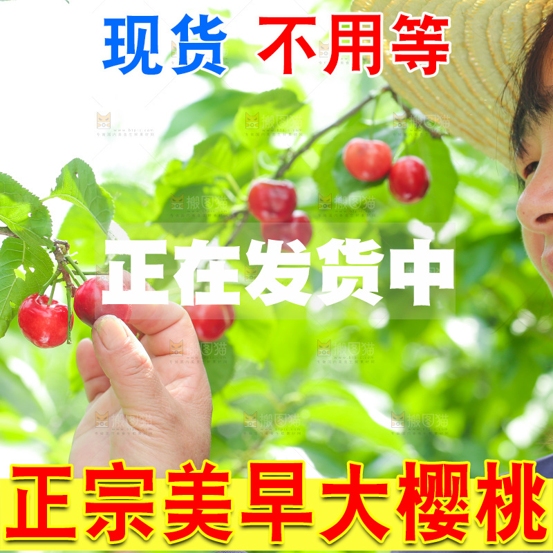 手里拿着新鲜大樱桃