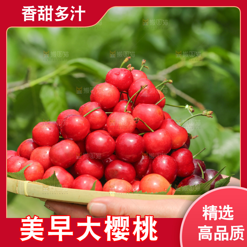 手里拿着新鲜大樱桃