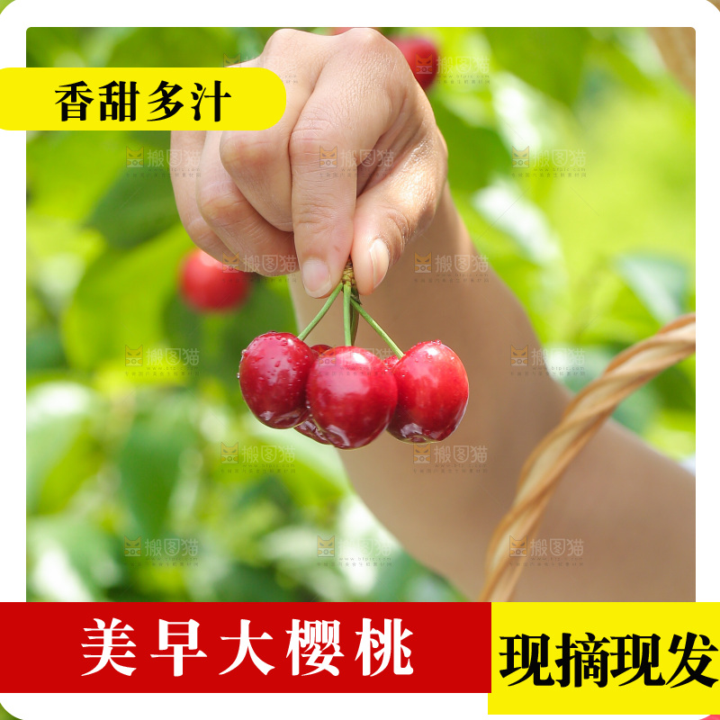 手里拿着新鲜大樱桃