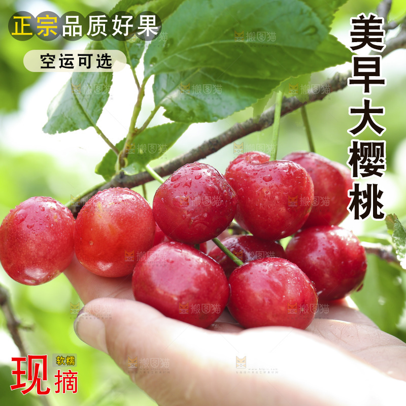 手里拿着新鲜大樱桃
