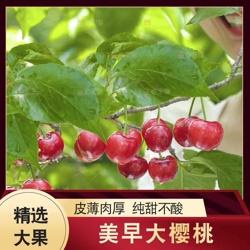 手里拿着新鲜大樱桃