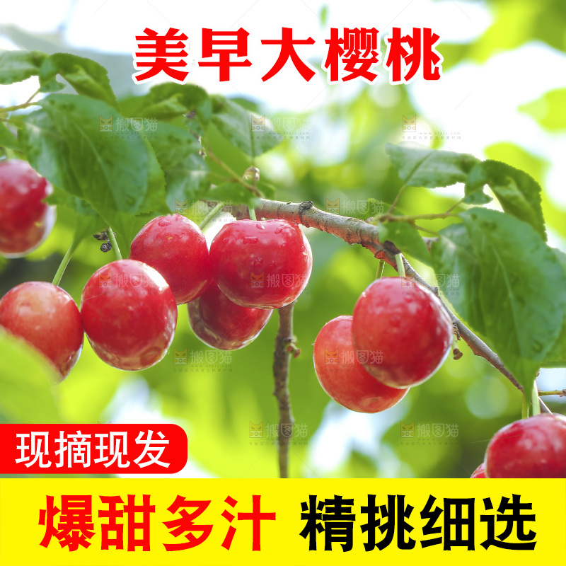 手里拿着新鲜大樱桃