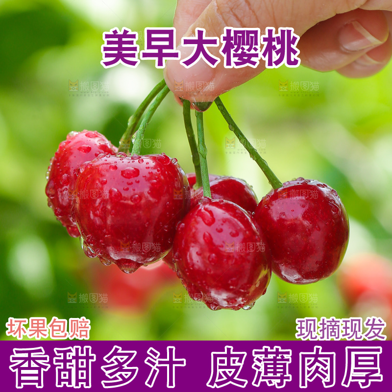 手里拿着新鲜大樱桃